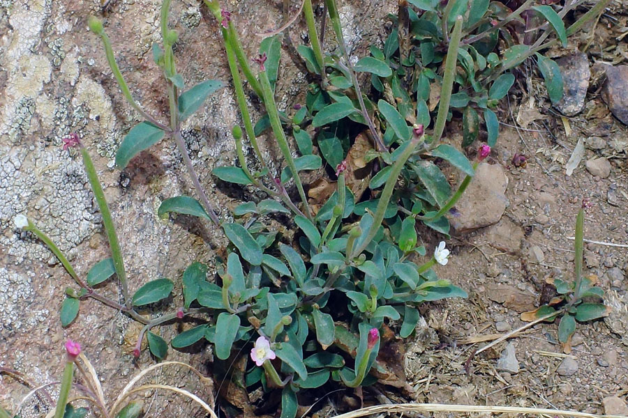 Epilobium collinum / Epilobio di collina